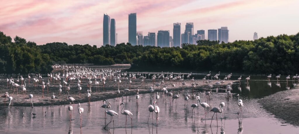 Экотуризм нового уровня: в Дубае стартовал масштабный апгрейд Ras Al Khor Wildlife Sanctuary на $177 млн