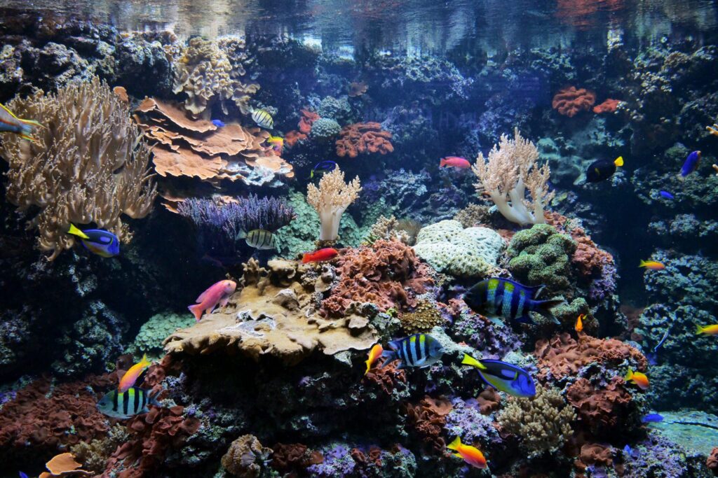 Dubai Reef: амбициозный проект восстановления морской экосистемы